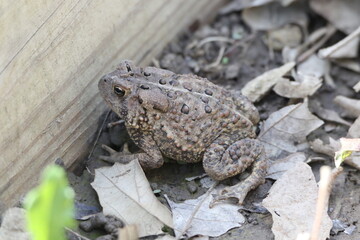 American toad Anaxyrus americanus in leaf litter