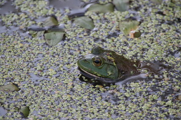 American bullfrog Lithobates catesbeianus in the water 