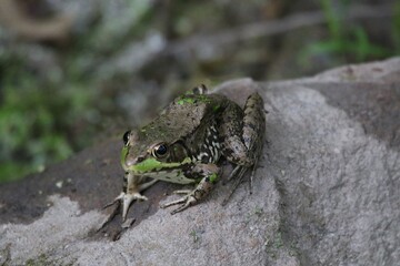 northern green frog Lithobates clamitans