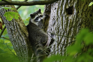 raccoon climbing a tree in the forest