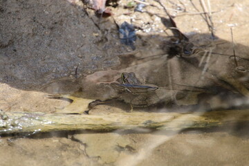 northern green frog Lithobates  clamitans