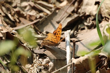 question mark butterfly Polygonia interrogationis 