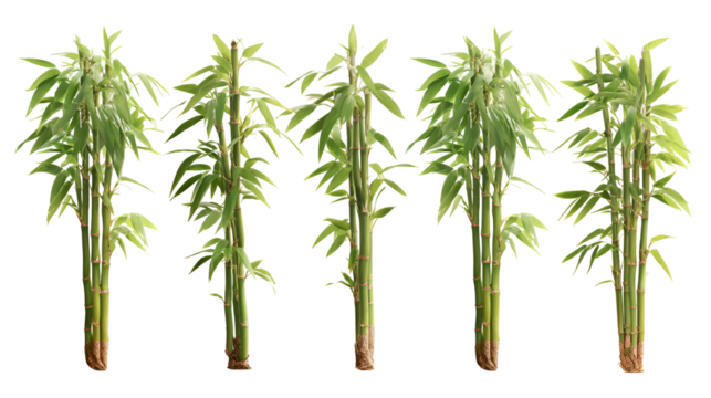 Five tall green bamboo stalks against a black background