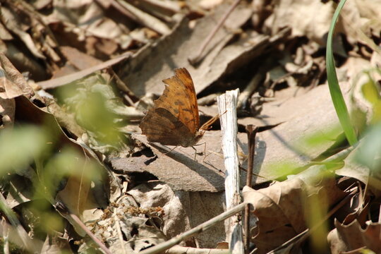 question mark butterfly Polygonia interrogationis 