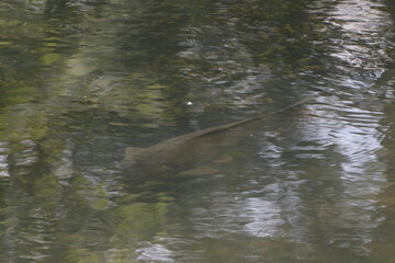 large carp fish swimming in a clear stream 