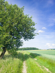 Rural path through summer fields with a large tree and a hunting stand (Hochsitz) in the background in Upper Austria