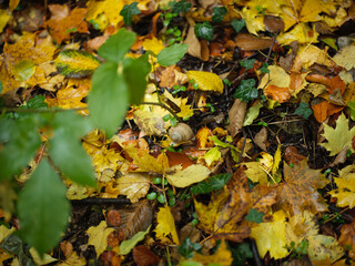 Snail laying on Forest Floor Covered With Colorful Autumn Leaves