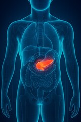 Anatomical illustration of the human pancreas highlighted in red