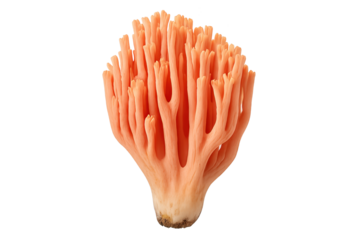 Bright orange coral fungus with branched finger-like columns on transparent background
