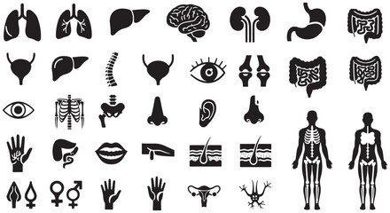 Anatomy glyph icon set. Vector pictograms of body organs, bone, skeleton, spine, eye, ear, nose, mouth, lips, hand, foot, stomach, kidneys, bladder, black sign silhouette illustration