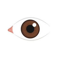 Brown eye iris illustration, detailed pupil, white sclera, pink caruncle, medical concept Vector, illustration