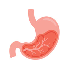 Anatomical illustration of a human stomach showing digestive structures and esophagus Vector, illustration