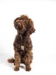 Brown curly hair dog sitting looking attentive