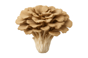 Cluster of brownish maitake mushrooms with thick white stems