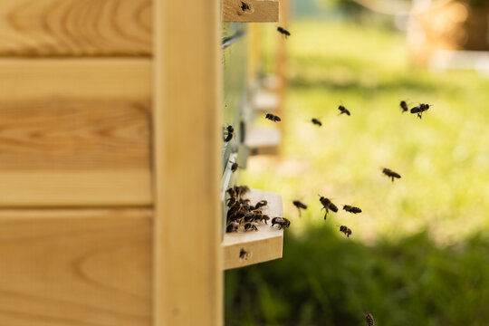 Bees returning to hive during honey harvest season