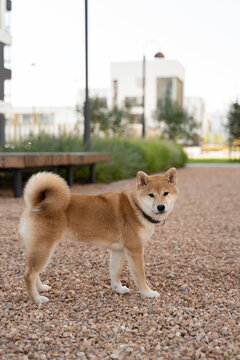 Shiba Inu standing on gravel in urban park setting