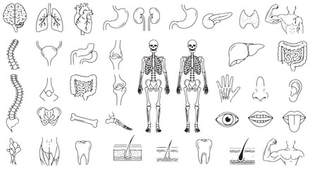 Medical organs line icon set. Vector pictograms of anatomy, body parts, kidney, bladder, pancreas, intestine, thyroid, pelvis, skeleton, joint, hand, nose, mouth, tongue, thin linear illustration