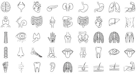 Medical organs line icon set. Vector pictograms of anatomy, body parts, kidney, bladder, pancreas, intestine, thyroid, pelvis, skeleton, joint, hand, nose, mouth, tongue, thin linear illustration