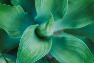 Agave attenuata close-up with vibrant green leaves