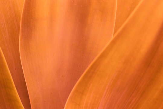 Close-up of Agave Attenuata's Vibrant Orange Leaves