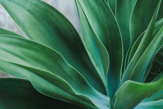 Close up of vibrant Agave attenuata leaves in natural light