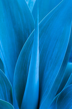Agave attenuata leaves with a vibrant blue hue