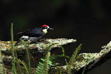 Acorn woodpecker perched in Panama’s lush forest