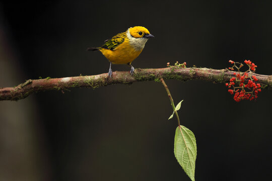 Silver-throated tanager perched on a mossy branch in Panama