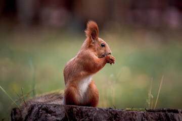 squirrel eating nut