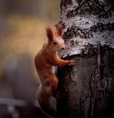 squirrel on a tree