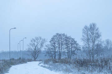 A snowy winter scenery with trees growing on the shorw of a lake. Seasonal landscape of Latvia.