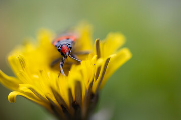 Intense Head-On Macro Portrait of a Red-Headed Insect Inside a Yellow Flower.