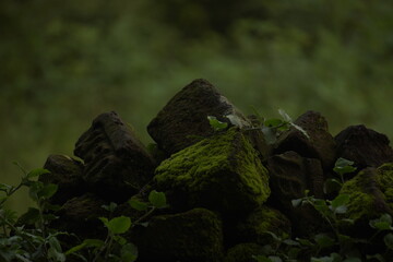 A tranquil natural scene with moss-covered stones nestled among lush green foliage, creating a serene, refreshing atmosphere rich with beauty