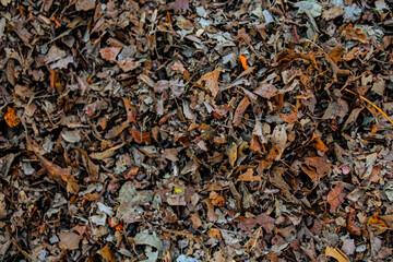 shredded leaves or mulch gathered on the ground abstract background. symbol of autumn, nature, and gardening. mulch alternatives. environment and landscaping banner with copy space.