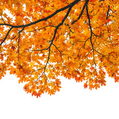 Vibrant Autumn Leaves Background - Seasonal Foliage Element on white background