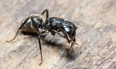 ant on the ground