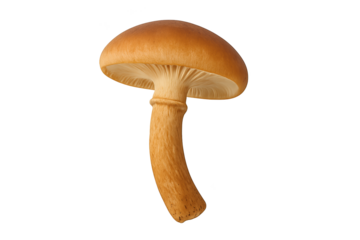 Single brown mushroom with convex cap and curved stem, isolated on white