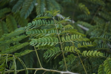 Gulmohar plant, known for its vibrant red-orange blossoms, adds tropical beauty, shade, and ornamental charm to gardens and landscapes