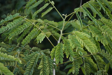 Gulmohar plant, known for its vibrant red-orange blossoms, adds tropical beauty, shade, and ornamental charm to gardens and landscapes