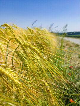 Barley Field in Upper Austria with Sunlit Awns and Blue Sky &ndash; Agricultural Macro Scene
