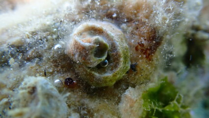 Calcareous tubeworm or fan worm, plume worm or red tube worm (Serpula vermicularis) shell undersea, Aegean Sea, Greece, Halkidiki, Pirgos beach
