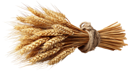 golden wheat bundle tied together ripe grain stalks agricultural harvest symbol natural cereal crop isolated on white background