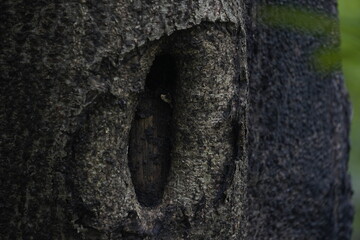 Close-up view of a tree trunk hole, showing natural texture, aging bark details, and deep hollow formed by weathering