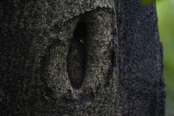 Close-up view of a tree trunk hole, showing natural texture, aging bark details, and deep hollow formed by weathering