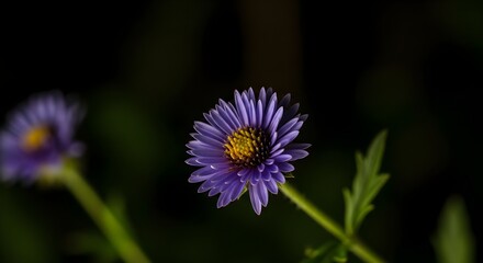 Purple Aster Flower Close-Up with Yellow Center on Dark Background