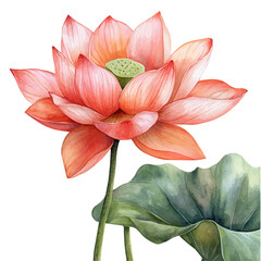 Lotus Flower, watercolor clipart vector, isolated on a white background.