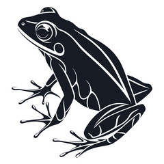 frog on a white background