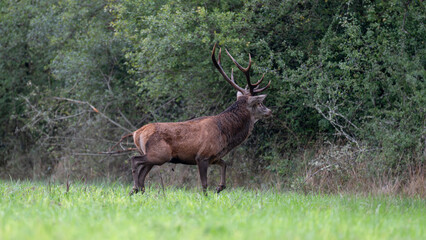 Mature Red deer stag in alert running in a plain during the rut. Cervus elaphus, Sologne, Loiret 45, région Centre Val de Loire, France, European Union, Europe