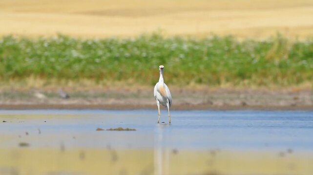 Western Cattle Egret (Bubulcus ibis) usually lives near water. It is possible to see them frequently among cattle. Because they are fed by hunting animals that run away from the cattle.