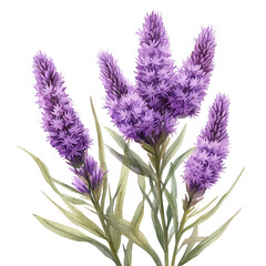Obraz premium watercolor vector of Liatris Flower, isolated on a white background.